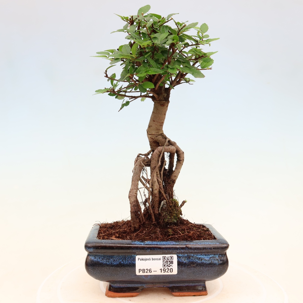 Pokojová bonsai - Ulmus parvifolia - Malolistý jilm