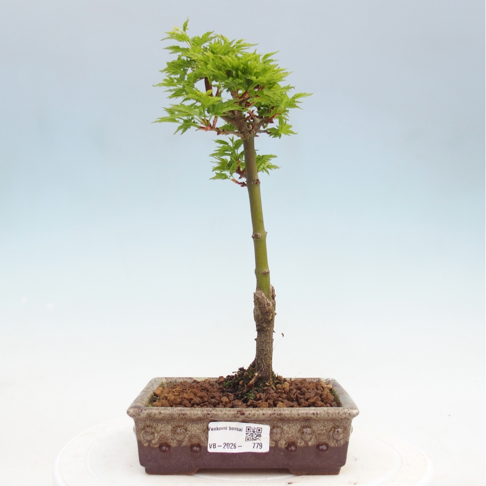 Venkovní bonsai -Javor dlanitolistý Acer palmatum Shishigashira