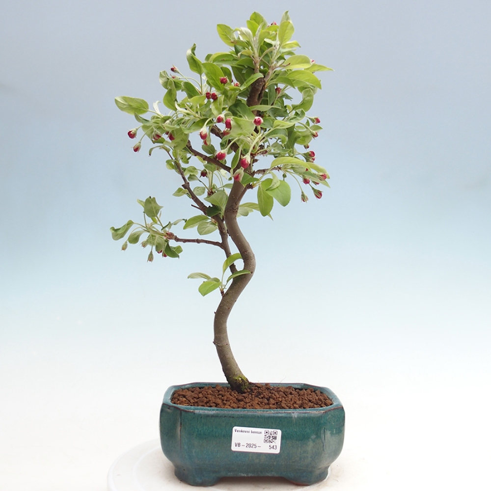 Venkovní bonsai -Malus halliana - Maloplodá jabloň