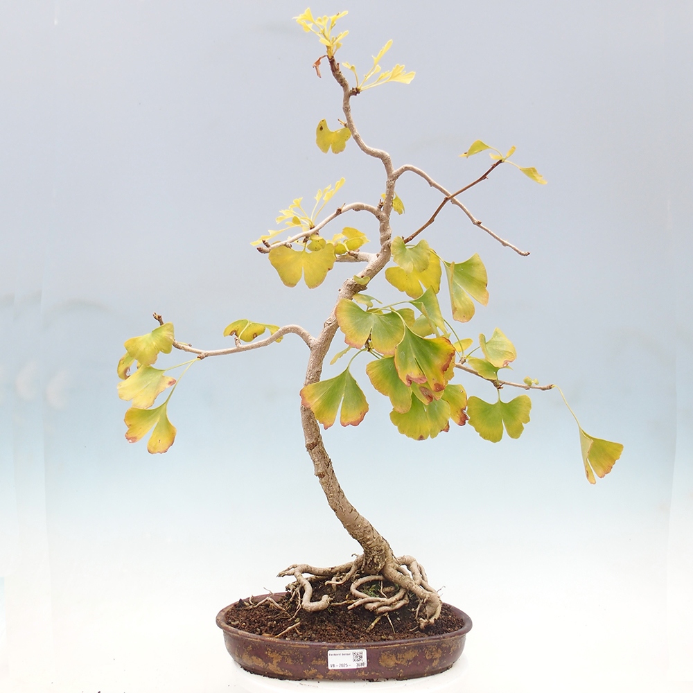 Venkovní bonsai - Jinan dvoulaločný - Ginkgo biloba