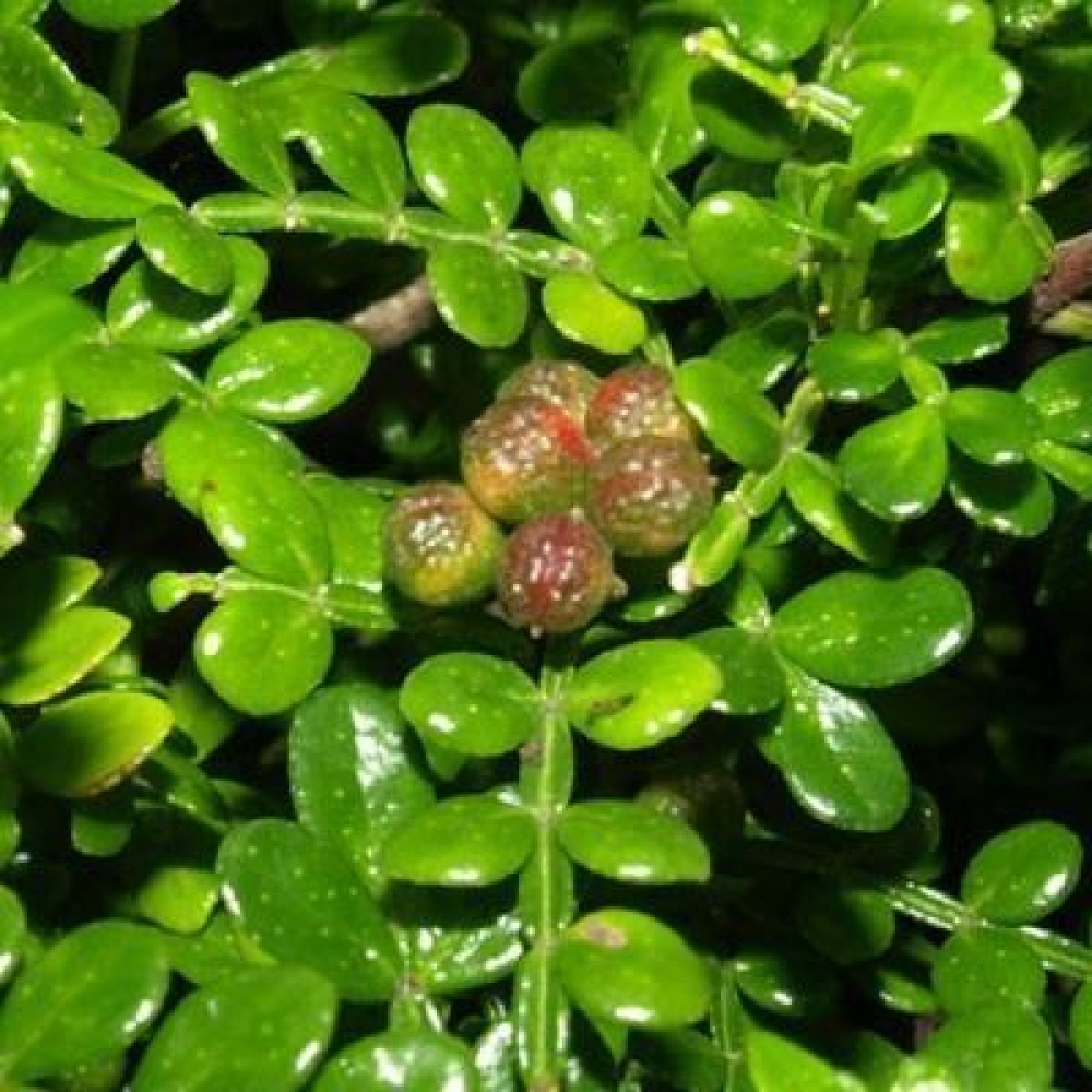 Kokedama s podmiskou - Zantoxylum piperitum - pepřovník