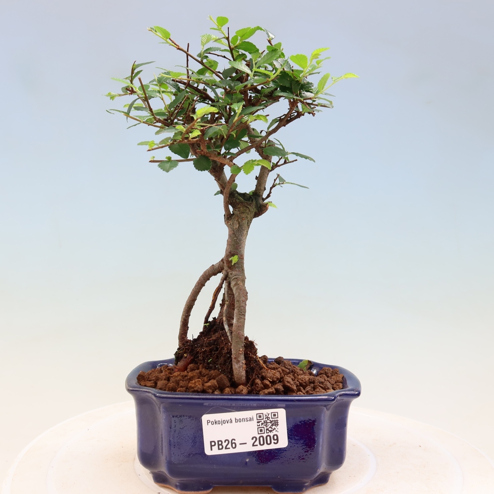 Pokojová bonsai - Ulmus parvifolia - Malolistý jilm