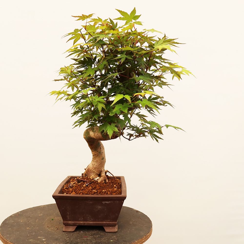 Venkovní bonsai - Javor palmatum  - Javor dlanitolistý