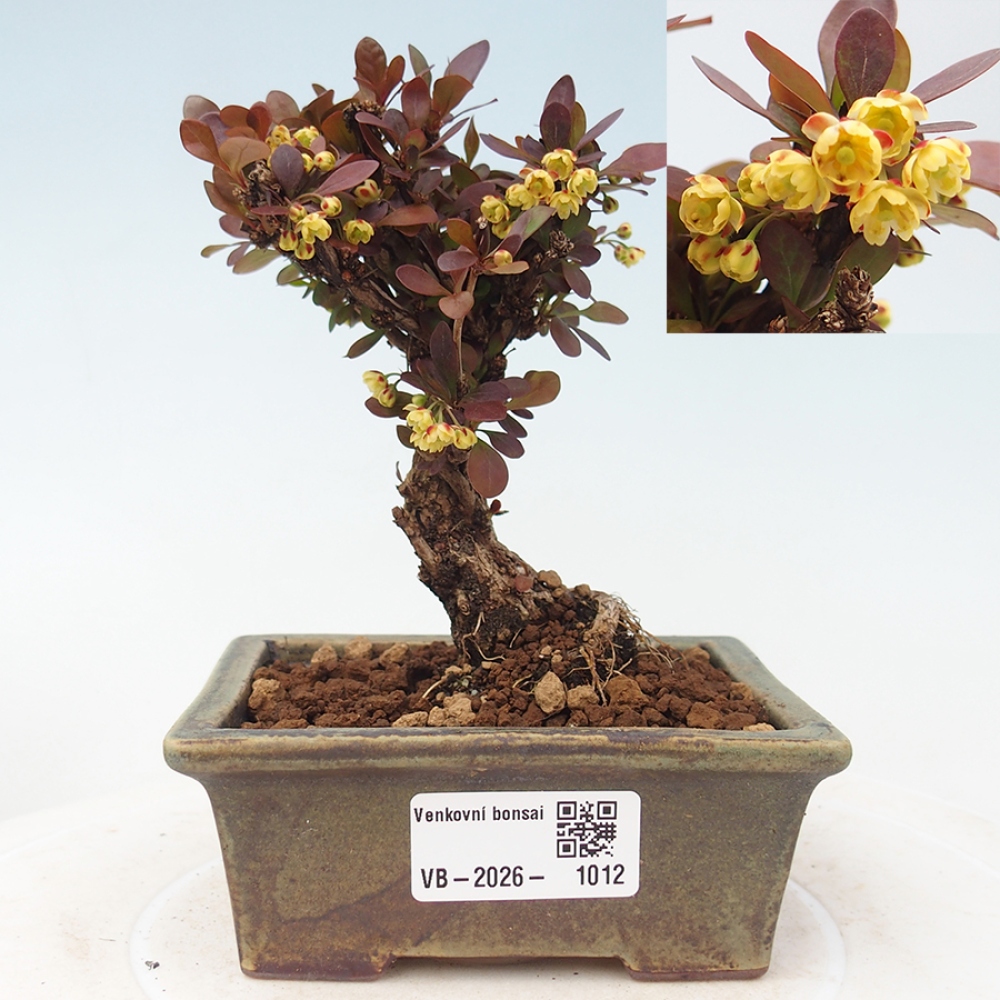 Venkovní bonsai - Berberis Thunbergii Bagatelle - Dřištál 