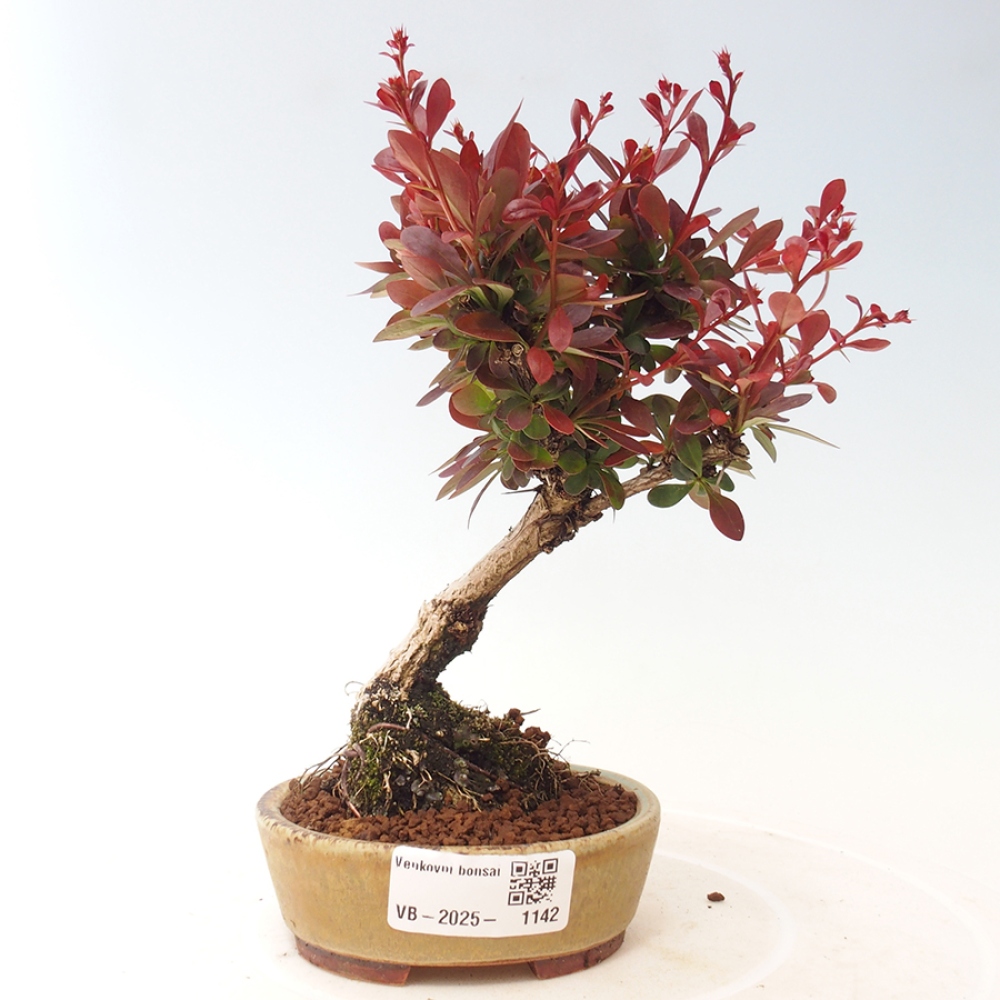 Venkovní bonsai - Berberis thunbergii Kobold - Dřištál Thunbergův