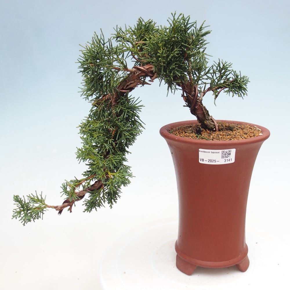 Venkovní bonsai - Juniperus chinensis Kishu -Jalovec čínský