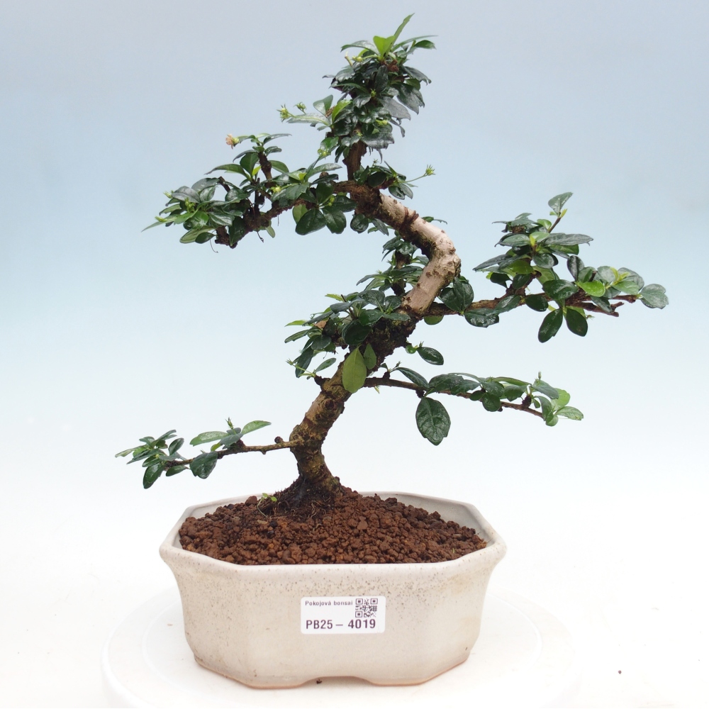 Pokojová bonsai - Carmona macrophylla - Čaj fuki