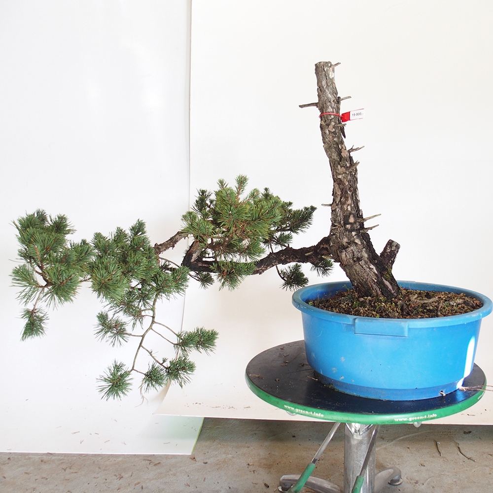 Yamadori - Pinus sylvestris Španělsko