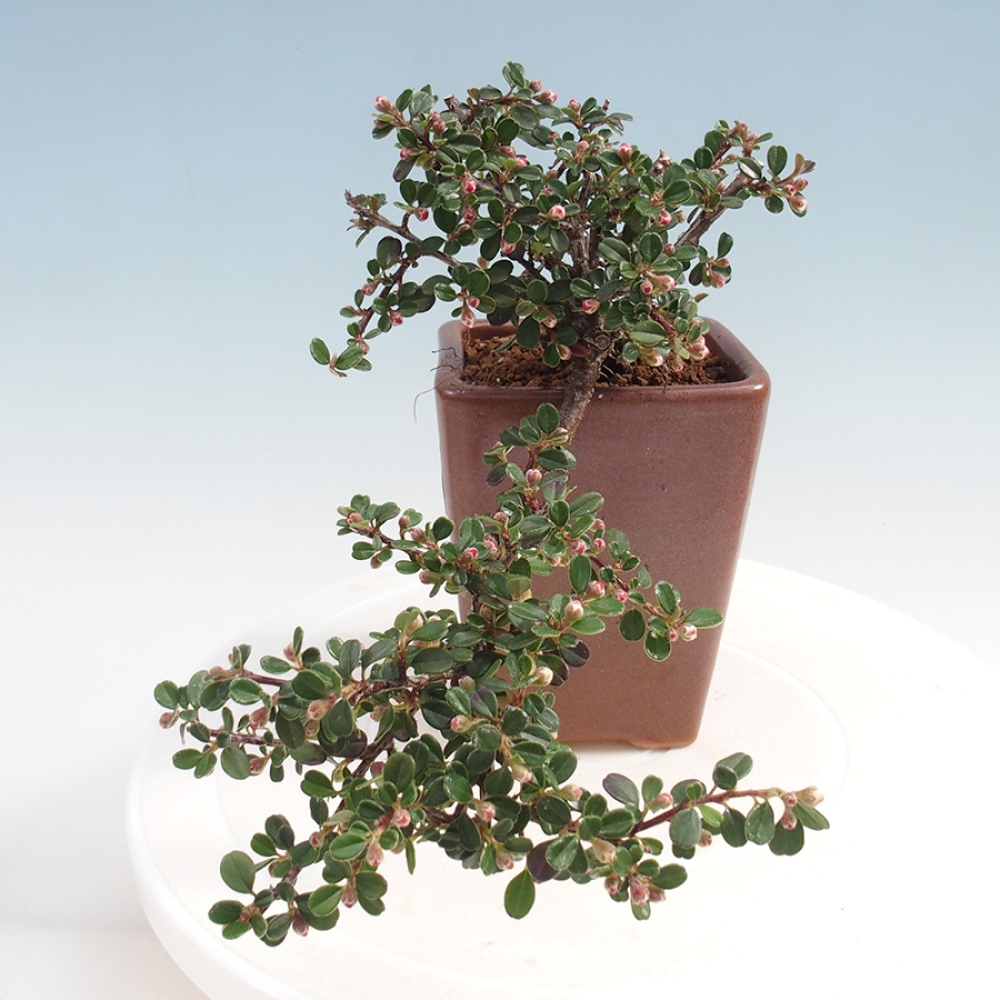Venkovní bonsai - Cotoneaster horizontalis - Skalník