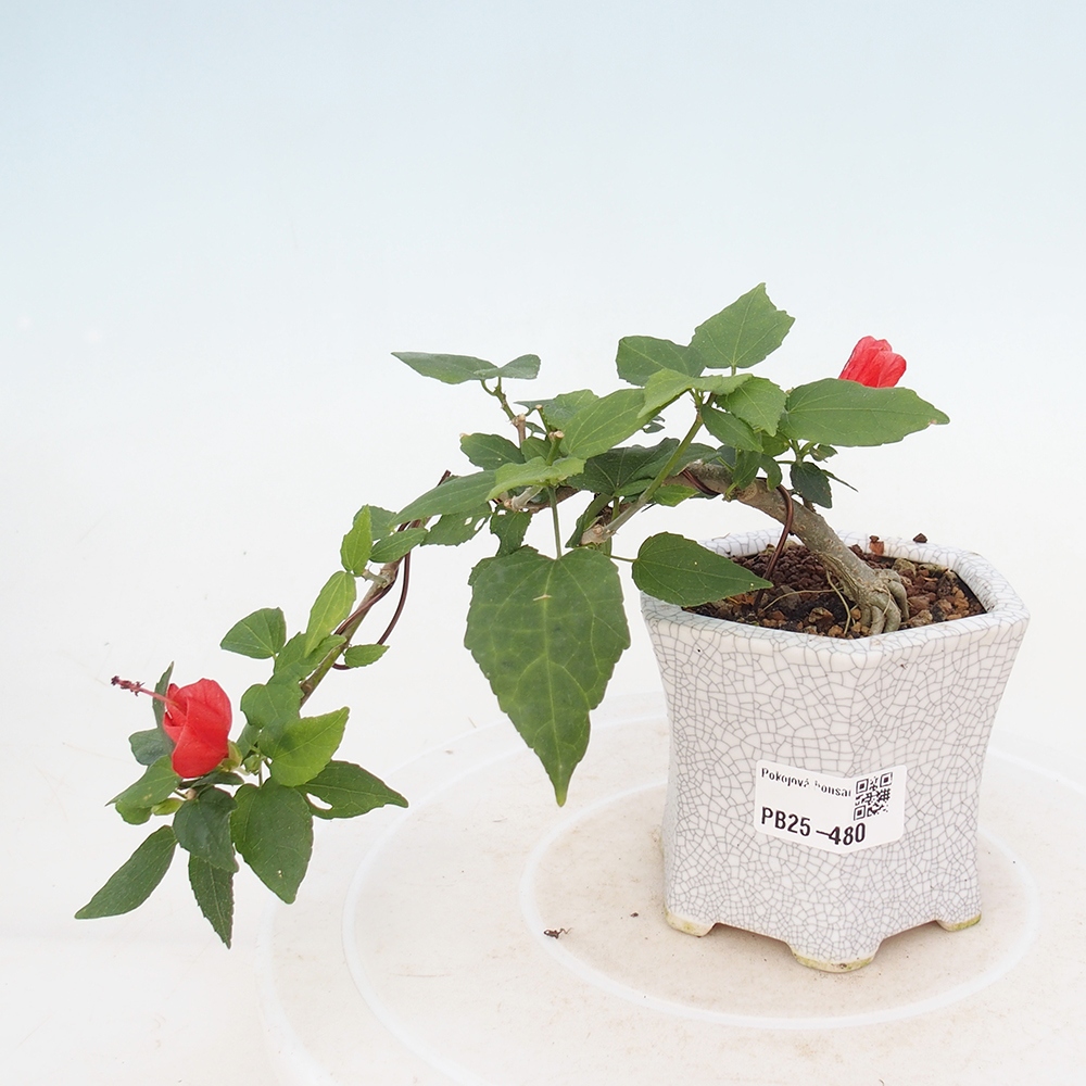 Pokojová bonsai - Malvaviscus arboreus - ibiškovec dřevnatý