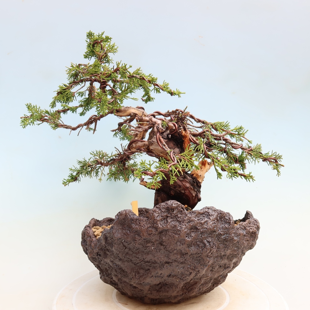 Venkovní bonsai - Juniperus chinensis Itoigawa-Jalovec čínský