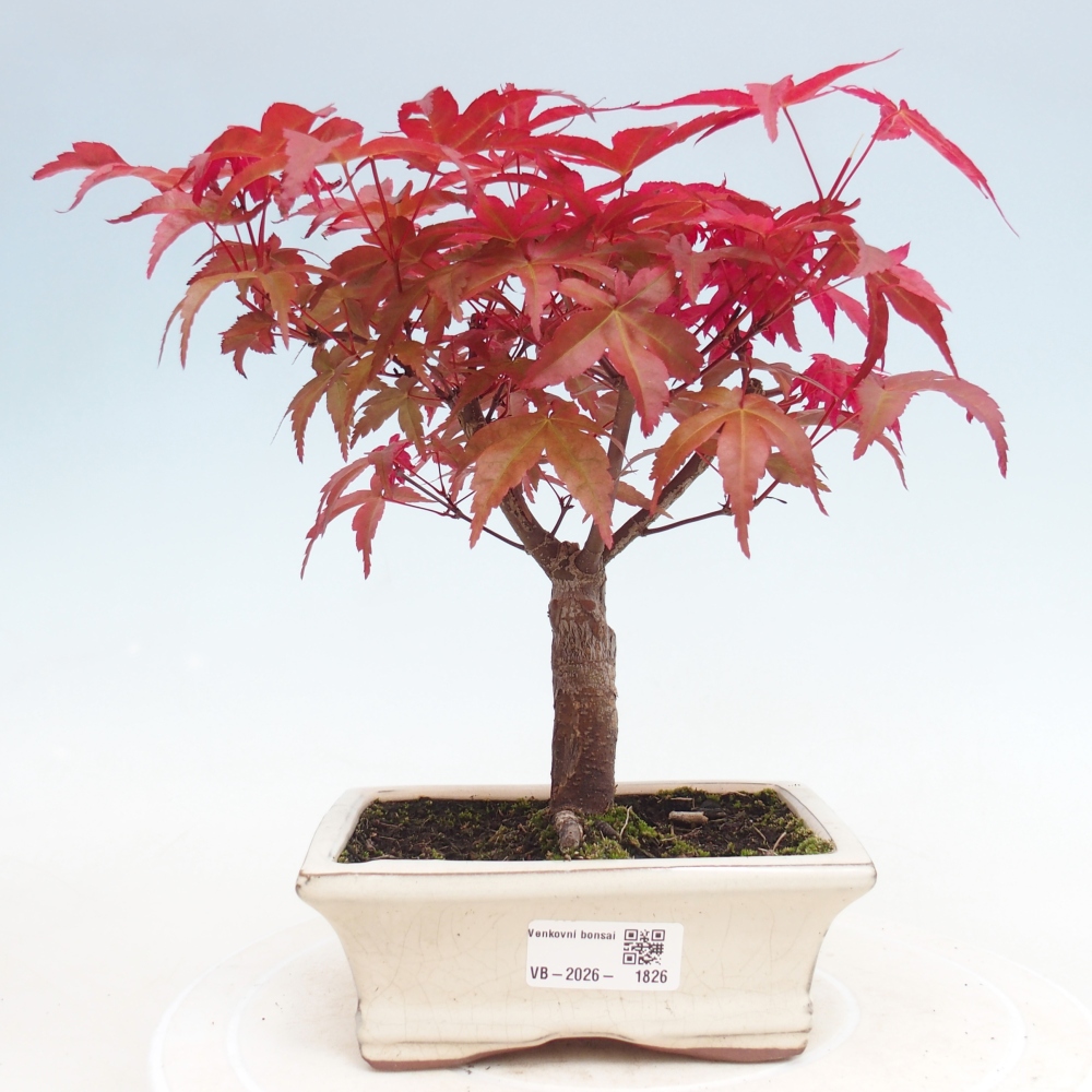 Venkovní bonsai - Javor dlanitolistý - Acer palmatum DESHOJO