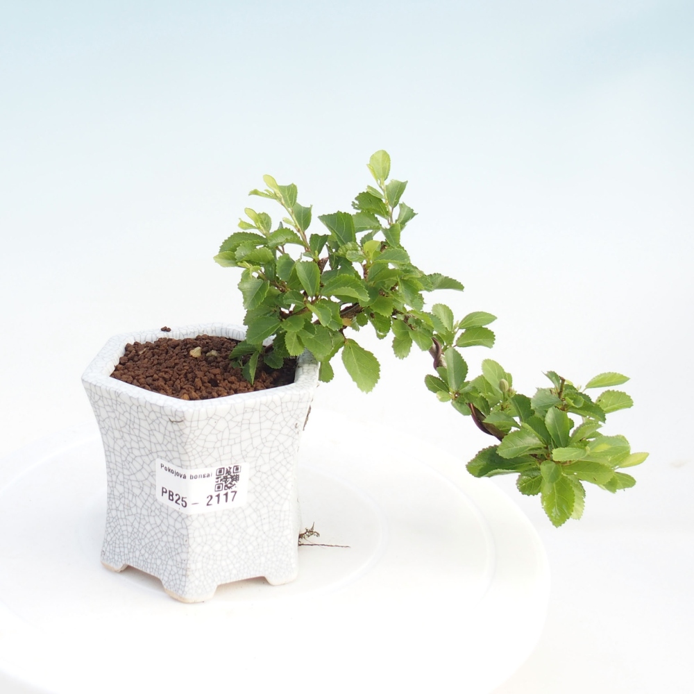 Pokojová bonsai - Grewia occidentalis - Hvězdice levandulová