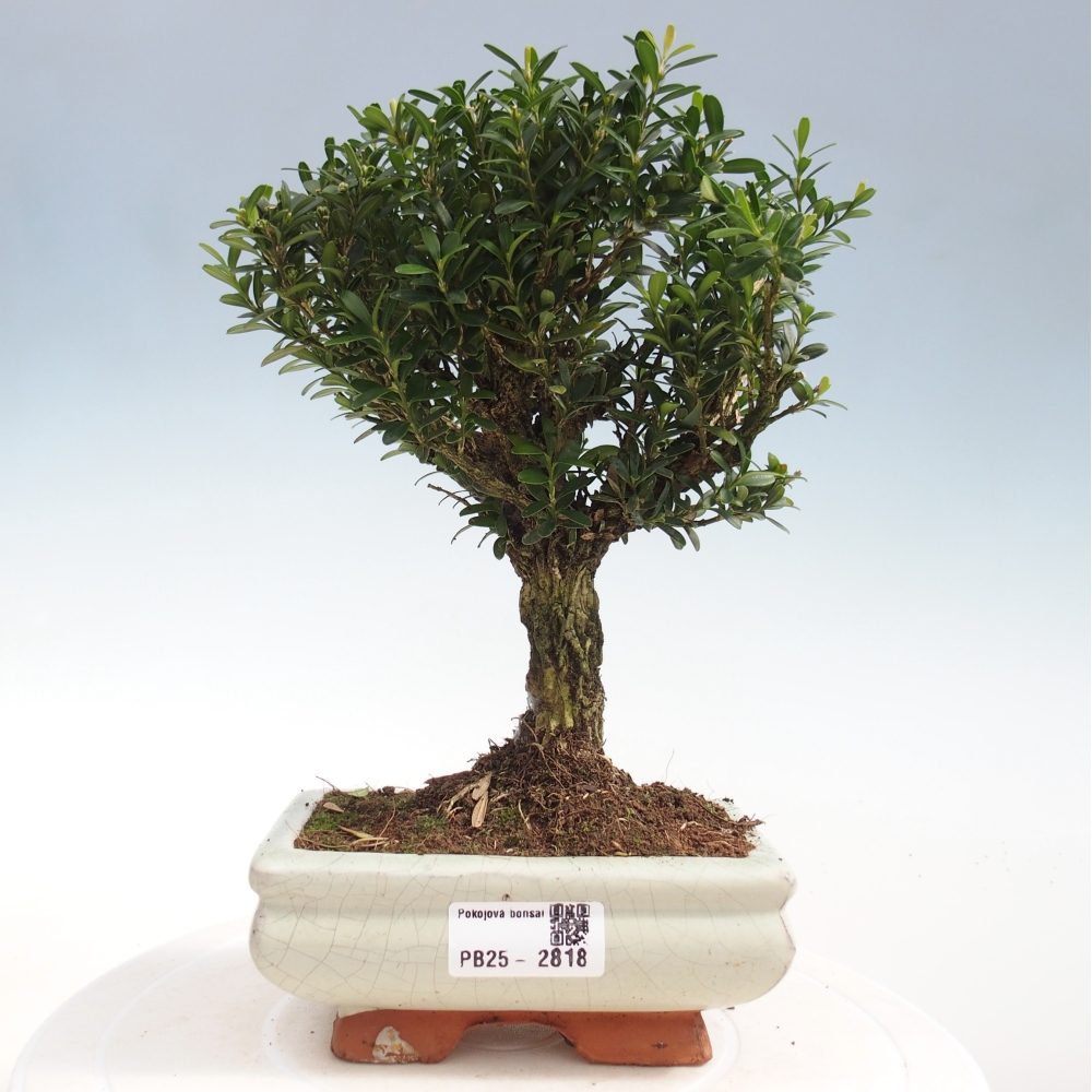 Pokojová bonsai - Buxus harlandii -korkový buxus