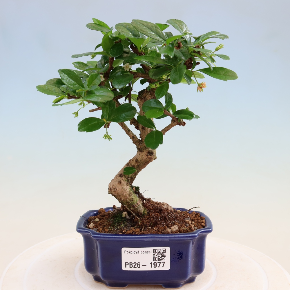 Pokojová bonsai - Carmona macrophylla - Čaj fuki