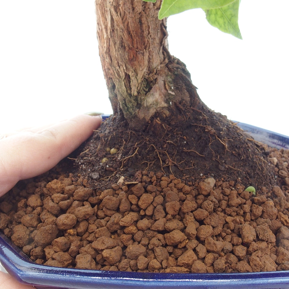 Pokojová bonsai - Bouganwilea