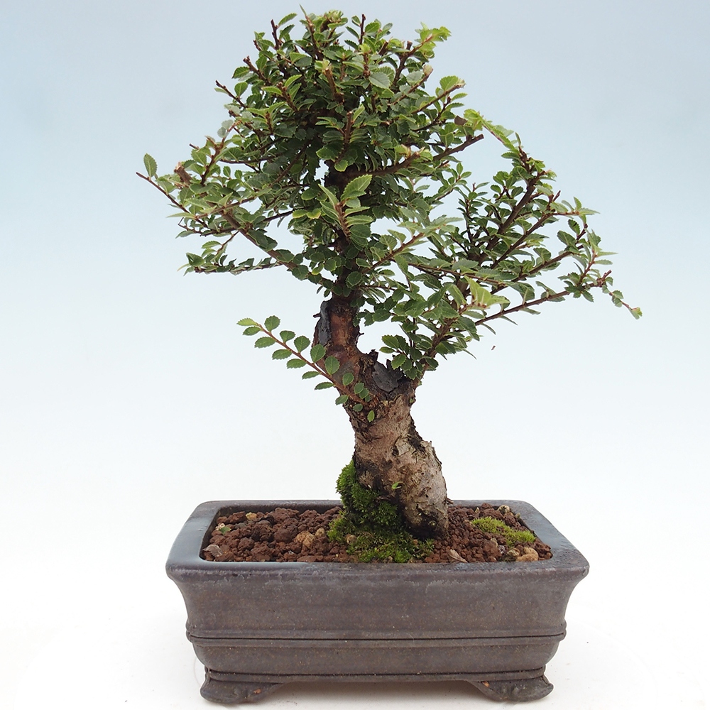Venkovní bonsai - Ulmus parvifolia Hokkaido - jilm Čínský