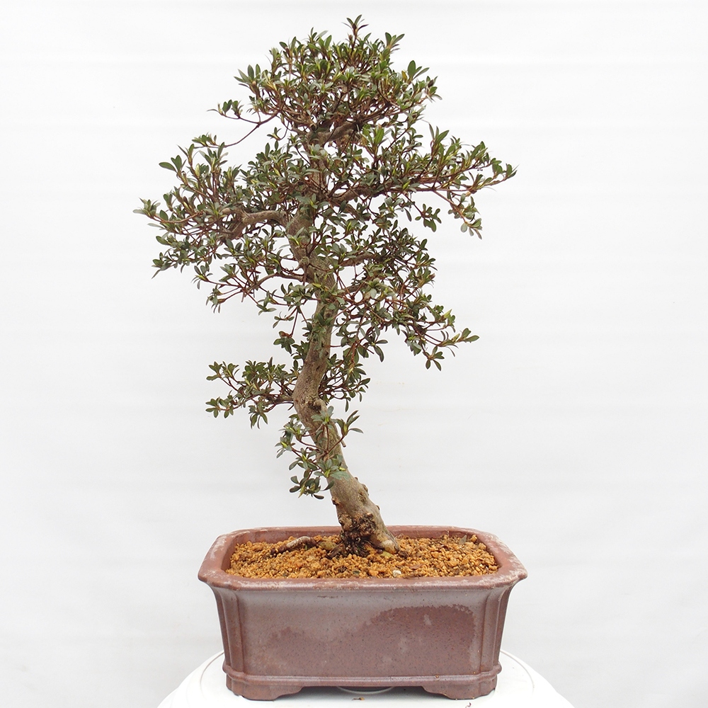 Venkovní bonsai - Japonská azalka - Azalea satsuki