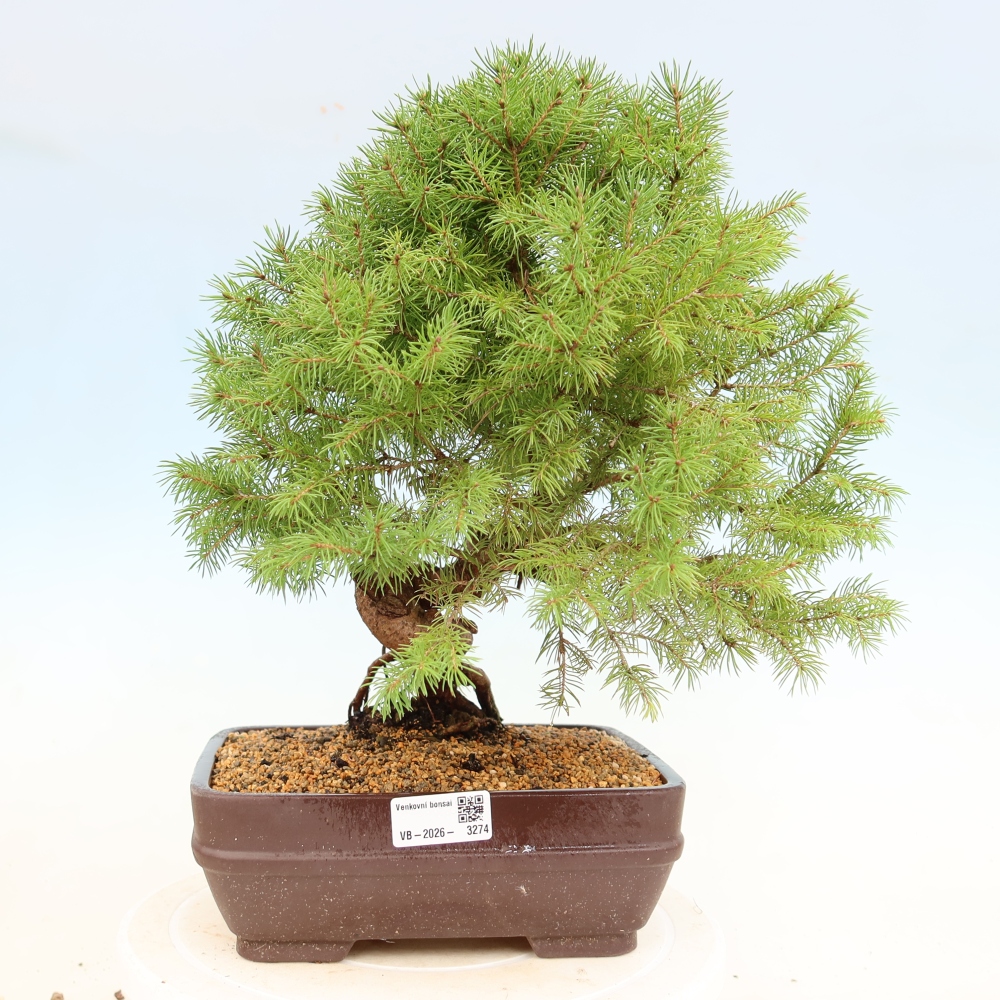 Venkovní bonsai- Smrk kulovitý - Picea glauca globe