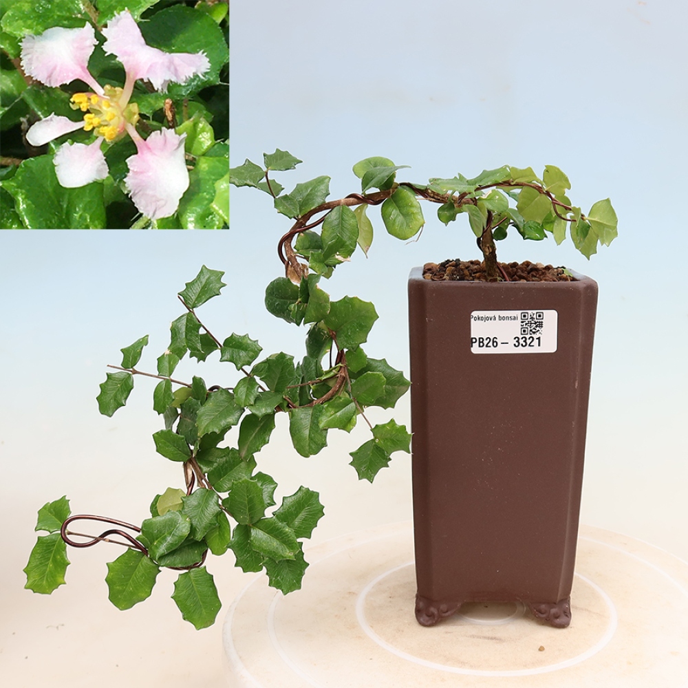 Pokojová bonsai - Malpígie barbadoská třešeň - Malpighia coccigera