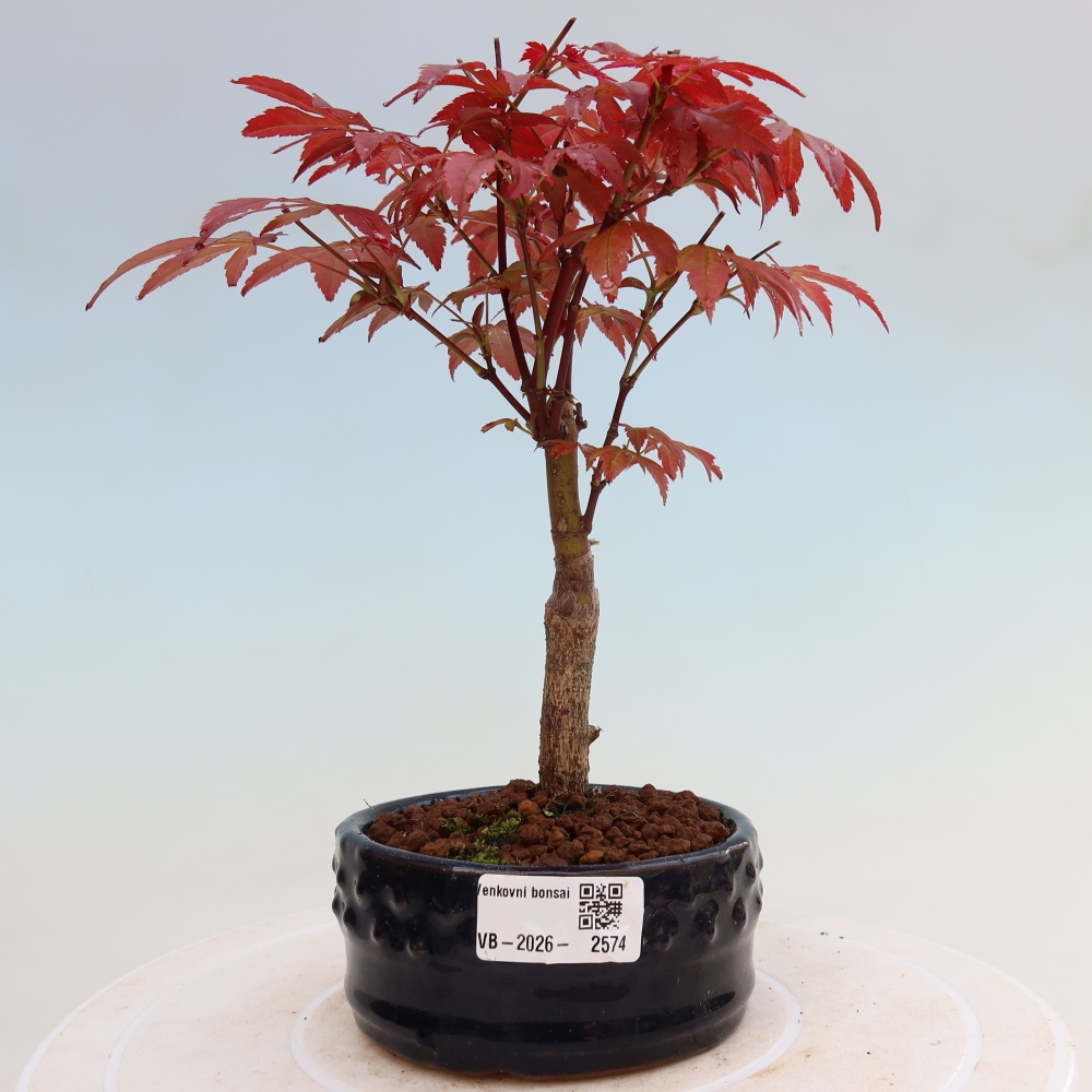 Venkovní bonsai - Acer palm. Atropurpureum-Javor dlanitolistý