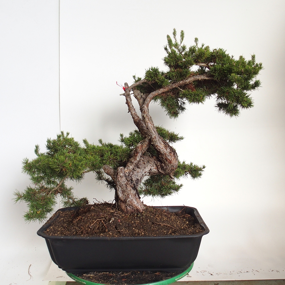 Yamadori - Pinus sylvestris - Borovice lesní - Španělsko