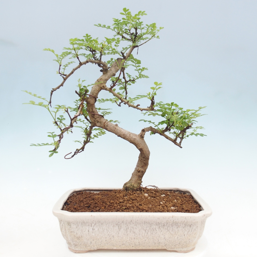 Pokojová bonsai - Zantoxylum piperitum - pepřovník