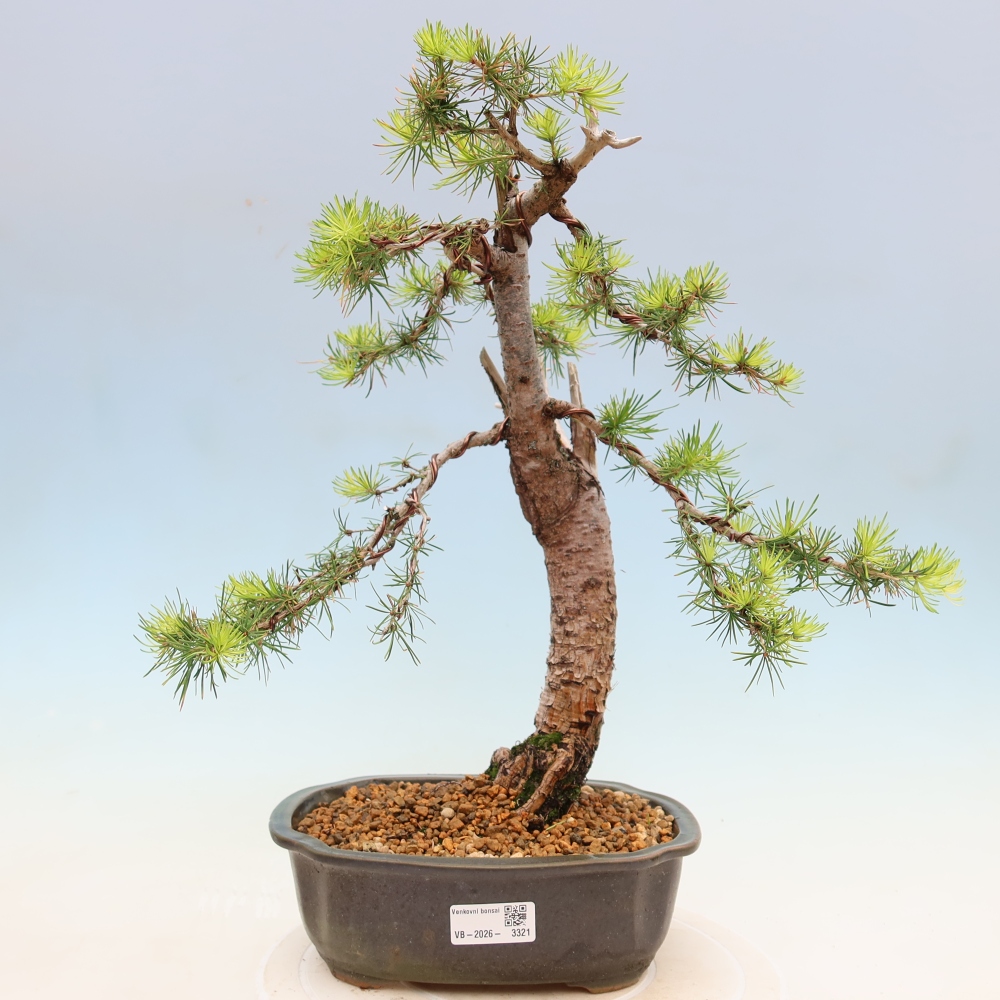 Venkovní bonsai -Larix decidua - Modřín opadavý 