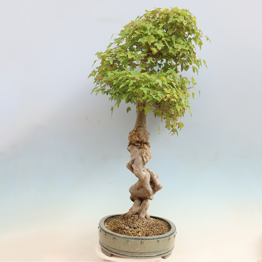 Venkovní bonsai - Acer Buergerianum - Javor Burgerův