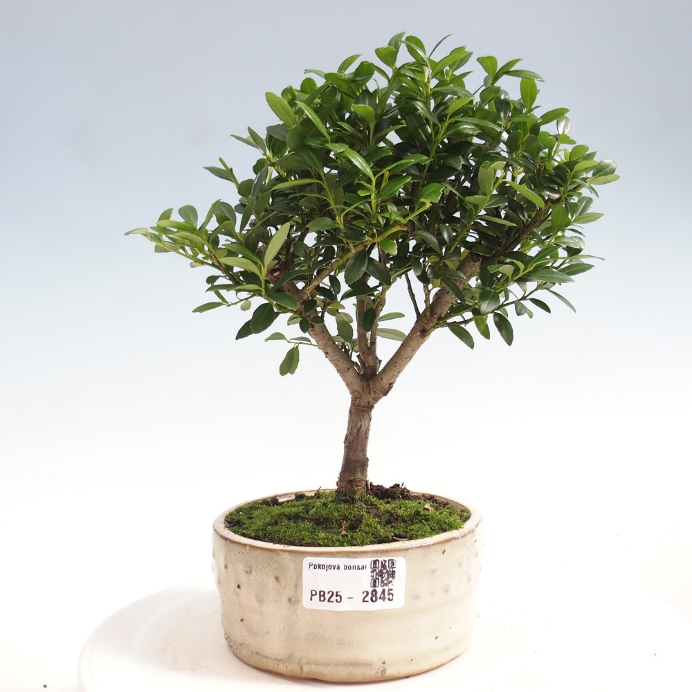 Pokojová bonsai - Ilex crenata - Cesmína