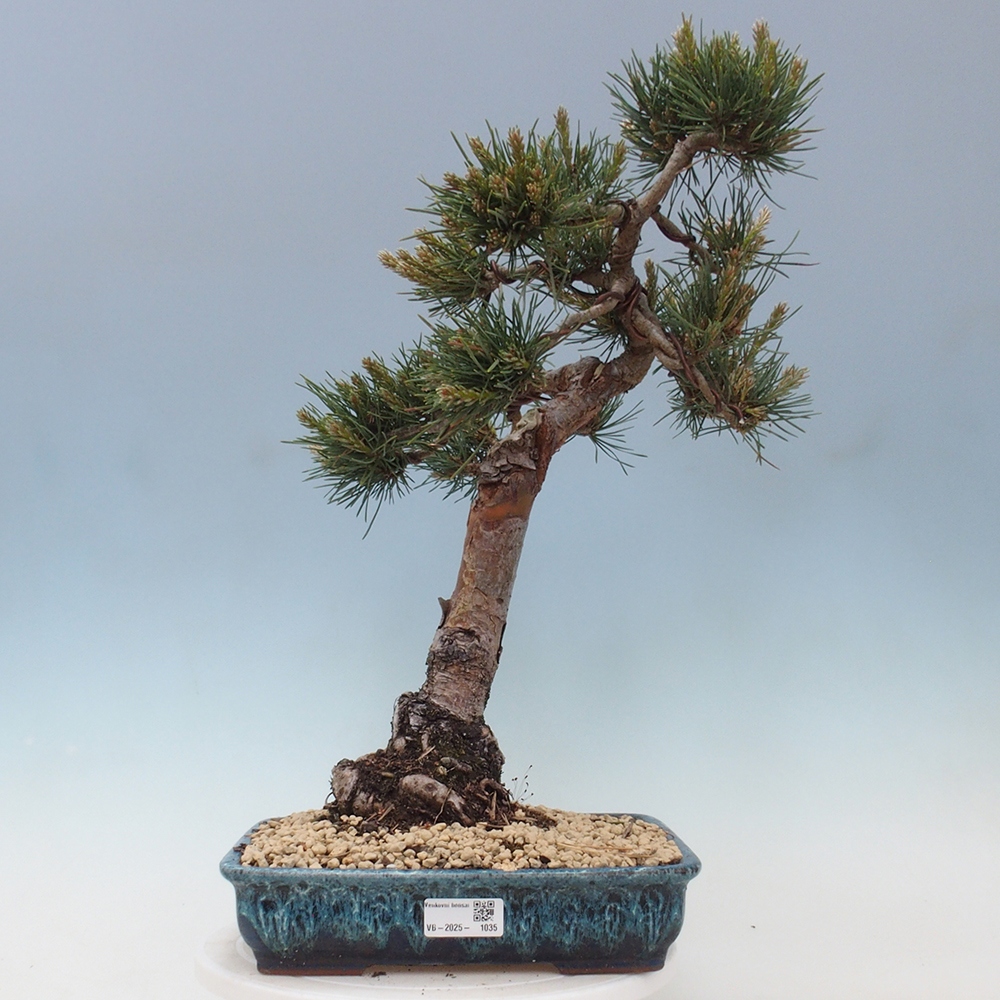 Venkovní bonsai - Pinus Sylvestris Watererri - Borovice lesní