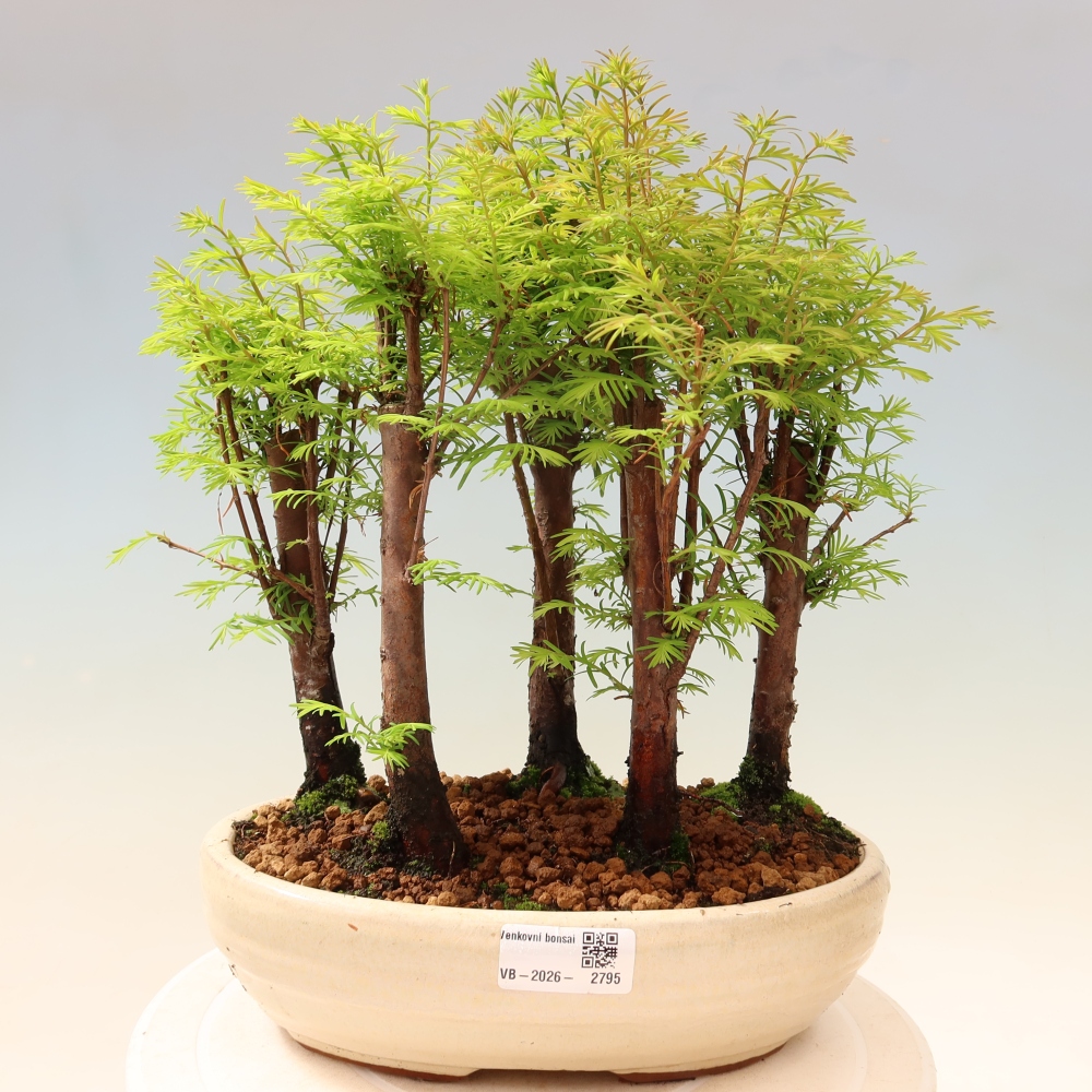 Venkovní bonsai - Metasequoia glyptostroboides - Metasekvoje čínská - lesík
