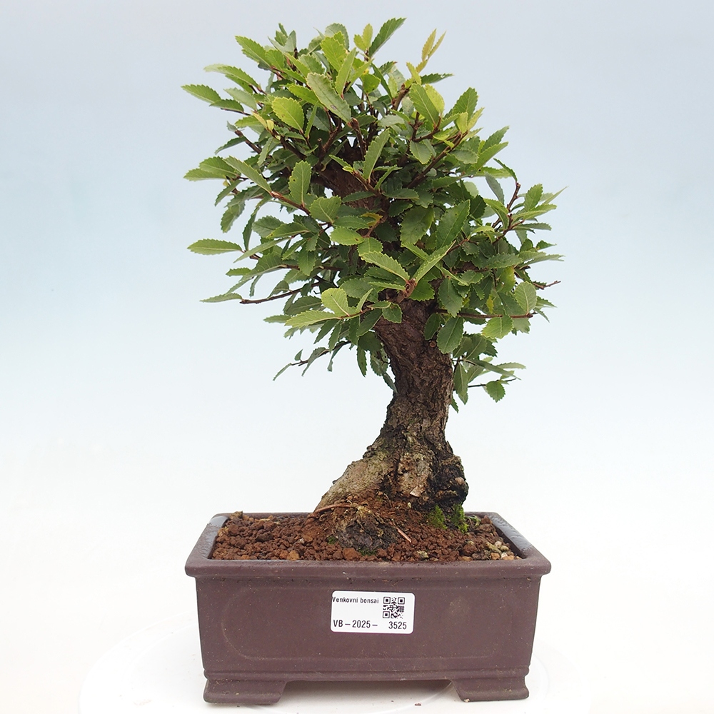 Venkovní bonsai - Zelkova - Zelkova serrata
