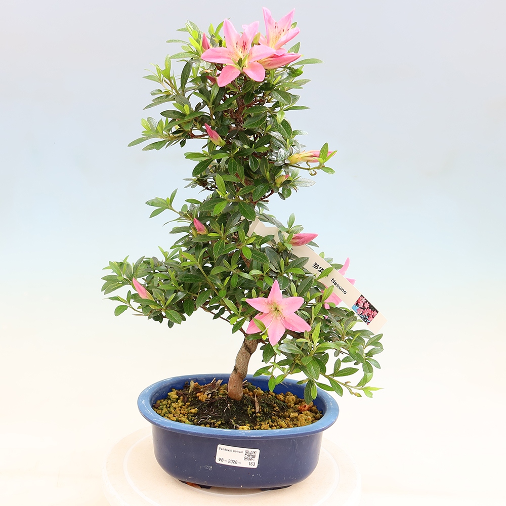 Venkovní bonsai - Japonská azalka - Azalea Nasuno