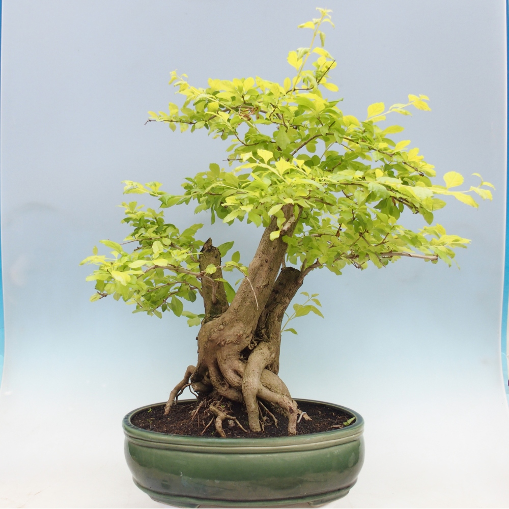 Pokojová bonsai - Duranta erecta Aurea - POUZE OSOBNÍ ODBĚR nebo paletová přeprava