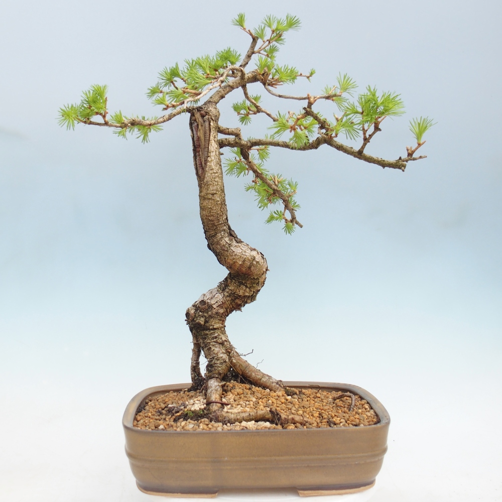 Venkovní bonsai -Larix decidua - Modřín opadavý 