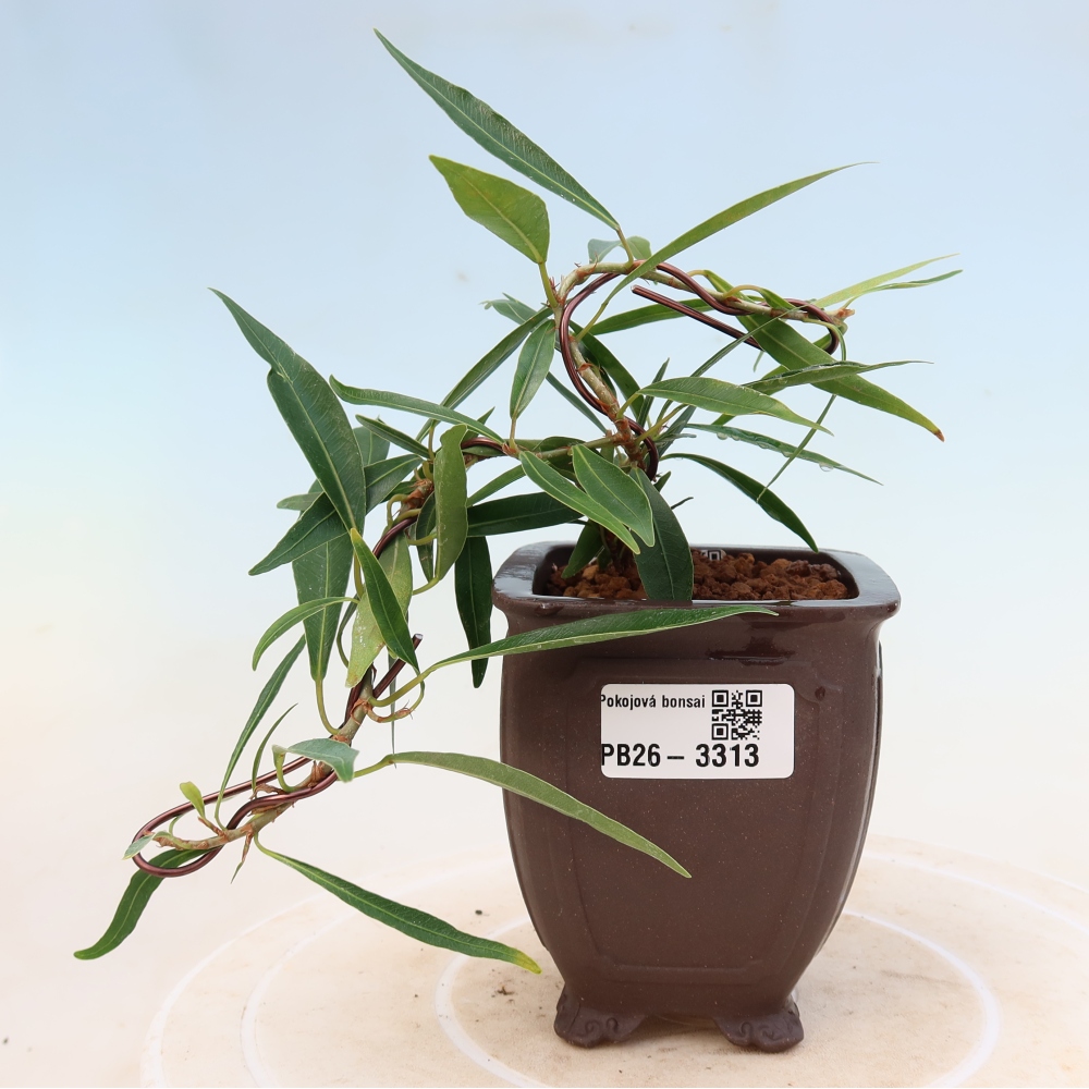 Pokojová bonsai - Ficus nerifolia -  malolistý fíkus