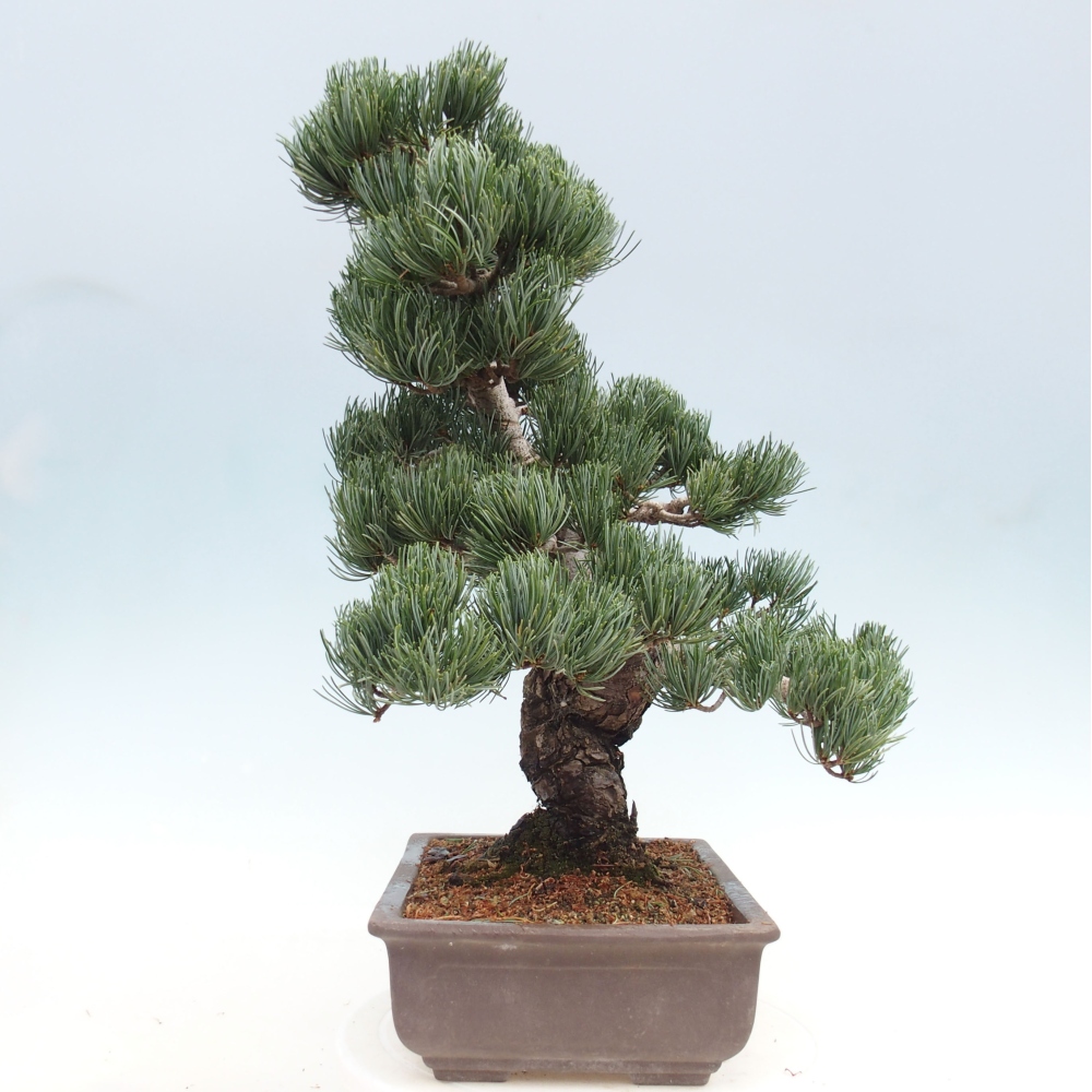 Venkovní bonsai - Pinus parviflora - Borovice drobnokvětá