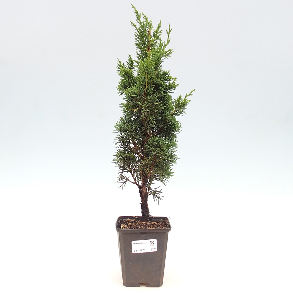 Venkovní bonsai - Juniperus chinensis Kishu -Jalovec čínský