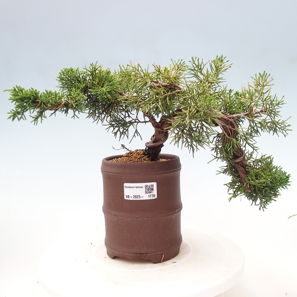 Venkovní bonsai - Juniperus chinensis Kishu -Jalovec čínský
