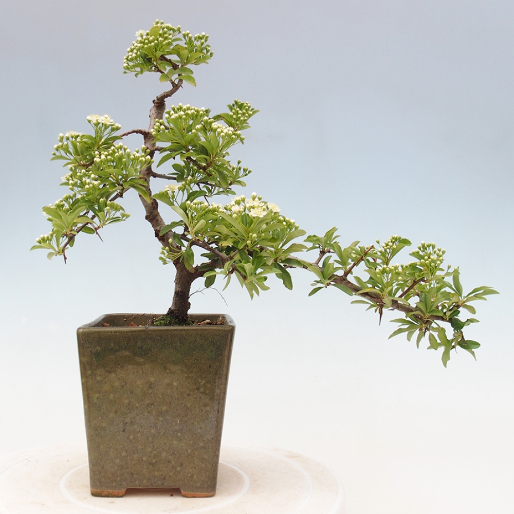 Venkovní bonsai-Pyracanta Teton -Hlohyně