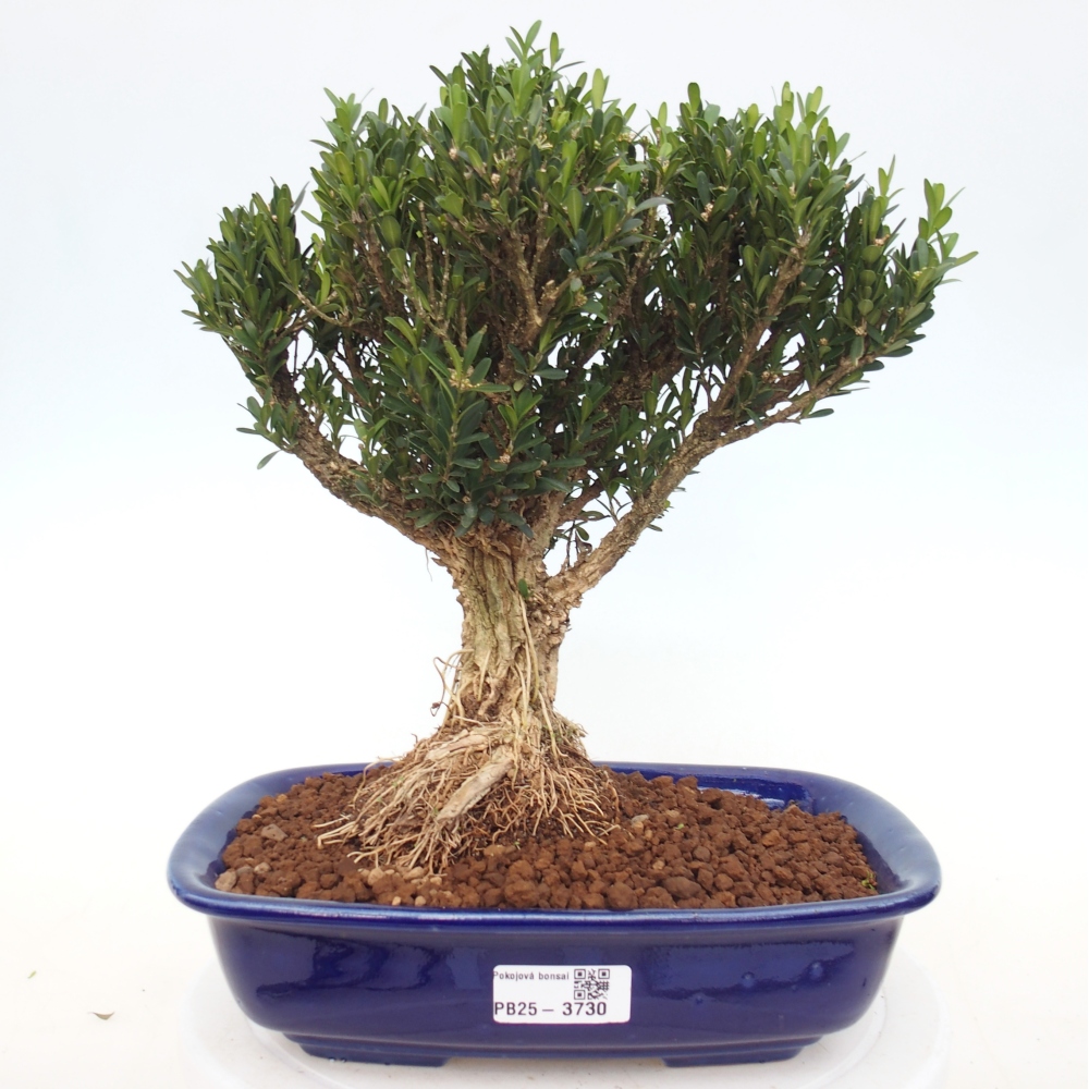 Pokojová bonsai - Buxus harlandii -korkový buxus