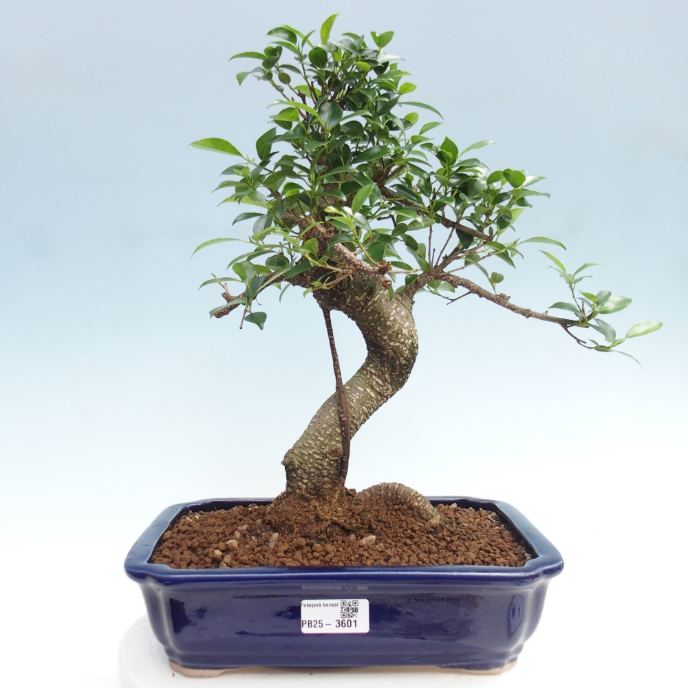 Pokojová bonsai - Ficus kimmen -  malolistý fíkus