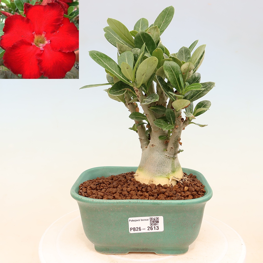Pokojová bonsai - Adenium obesum Red Star - Pouštní růže