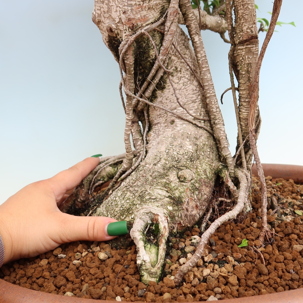 Pokojová bonsai - Ficus kimmen -  malolistý fíkus