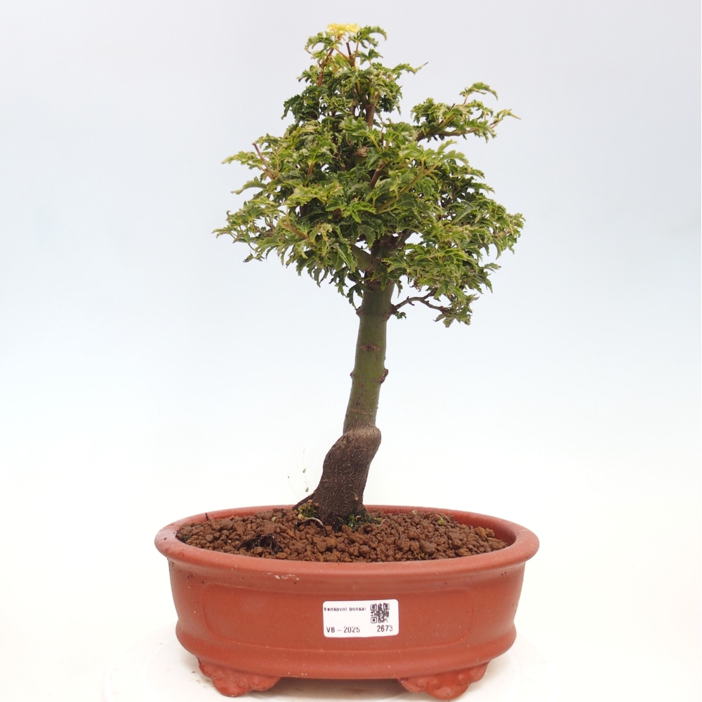 Venkovní bonsai -Javor dlanitolistý Acer palmatum Shishigashira