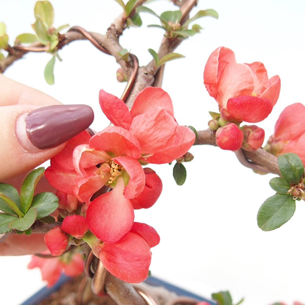 Venkovní bonsai - Chaneomeles s. Red Trail - Kdoulovec 
