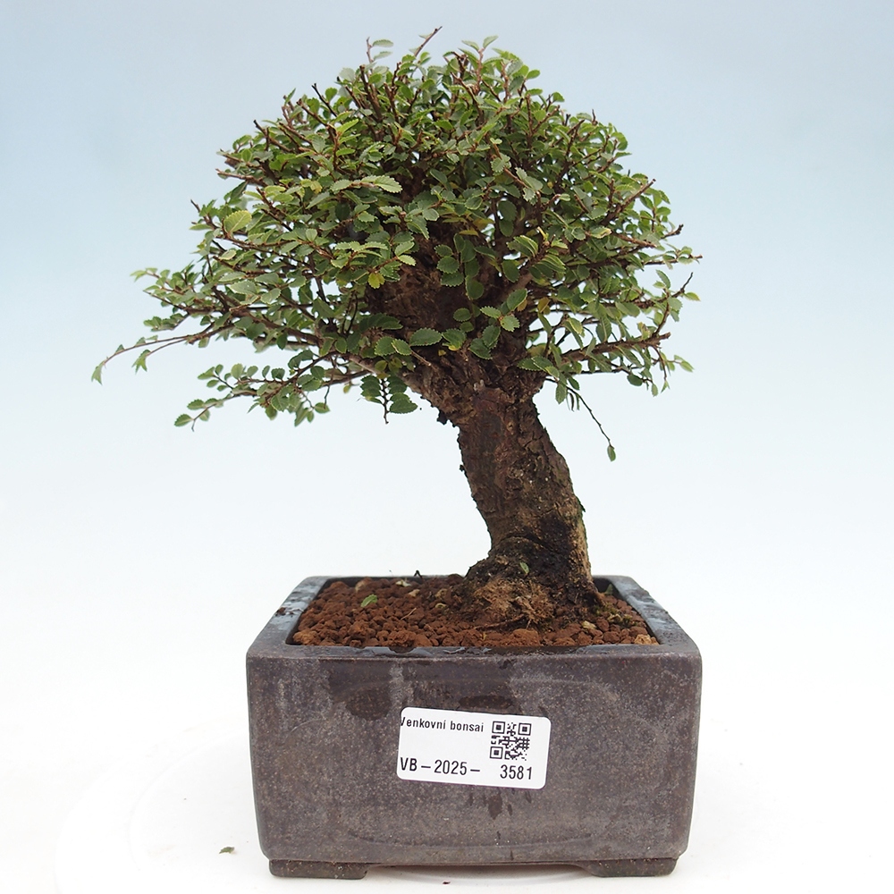 Venkovní bonsai - Ulmus parvifolia Hokkaido - jilm Čínský