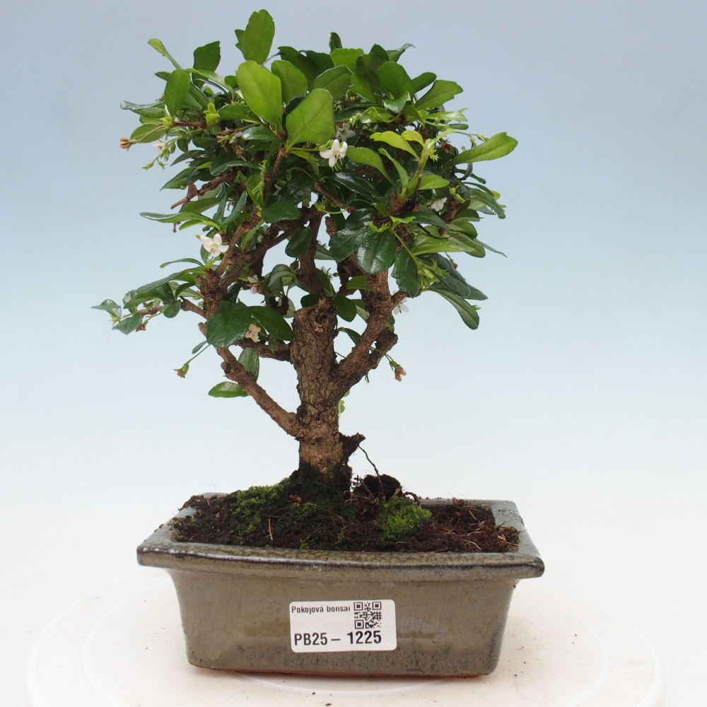 Pokojová bonsai - Carmona macrophylla - Čaj fuki