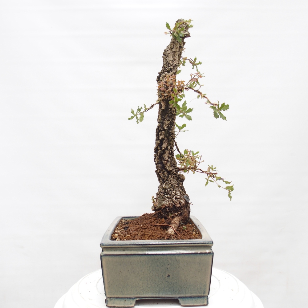Yamadori - Quercus Ilex -Dub cesmínovitý